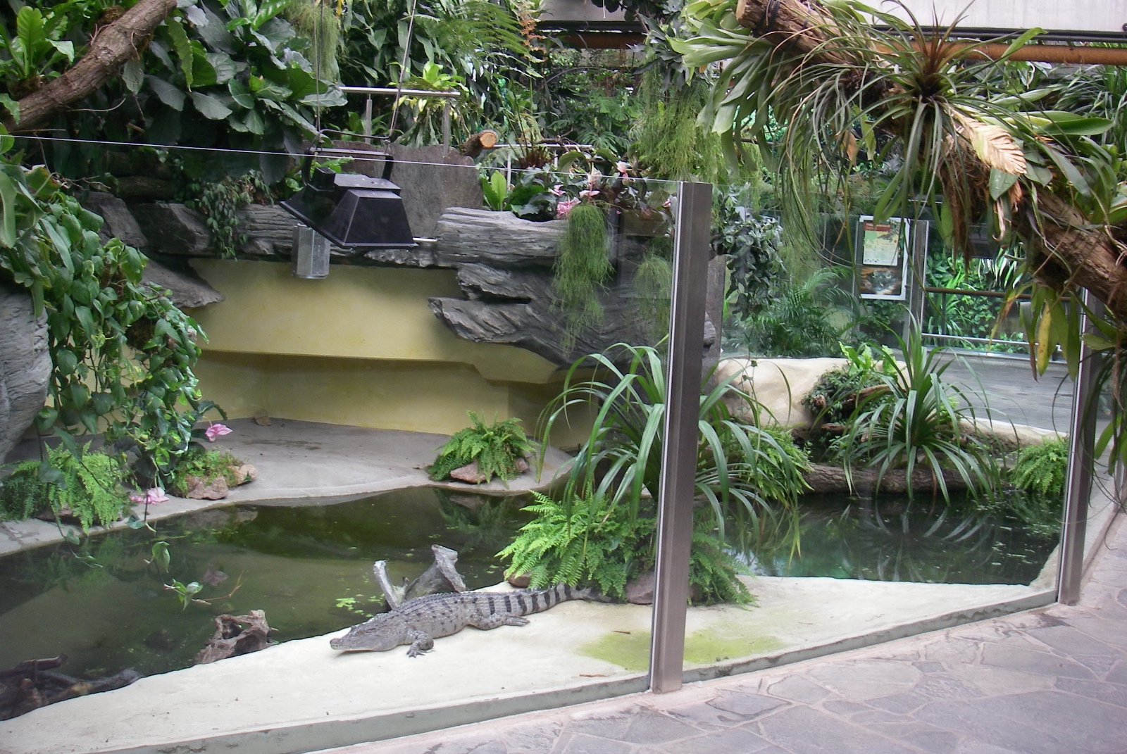 Ziegler Philippine crocodile Cologne Zoo